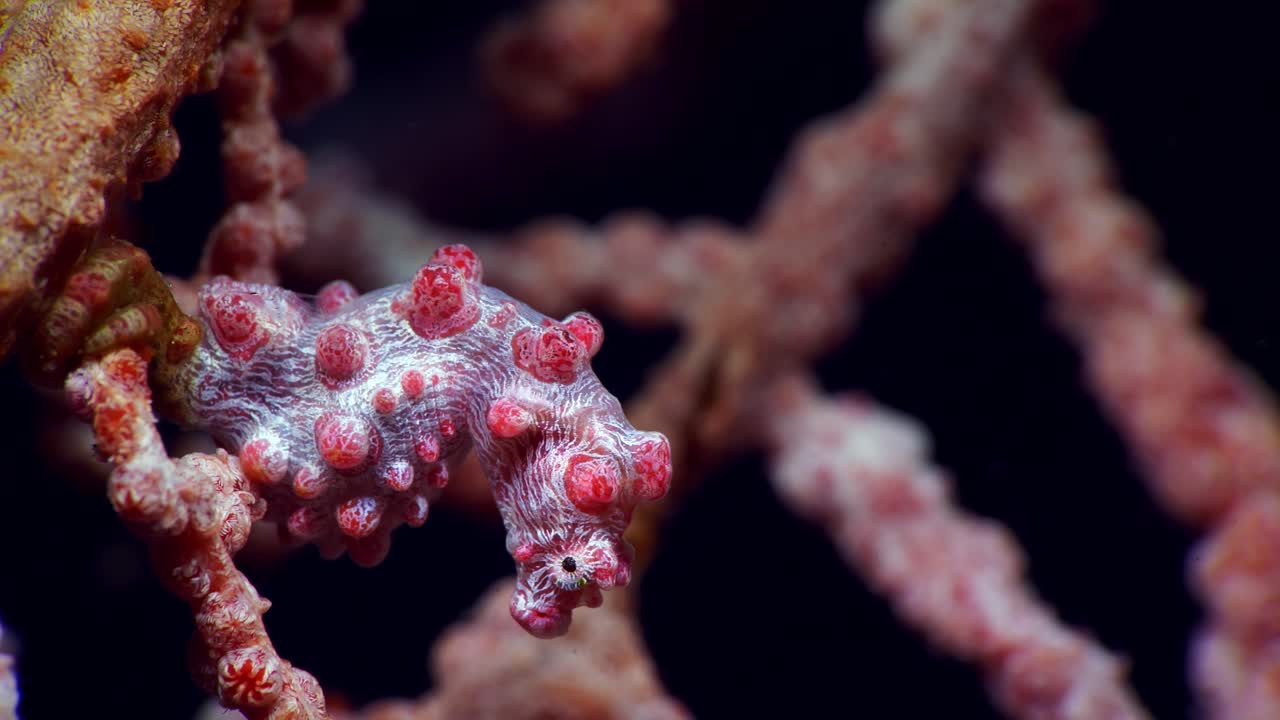 hipocampo bargibanti caballito de mar pigmeo lembeh 4k 25fps