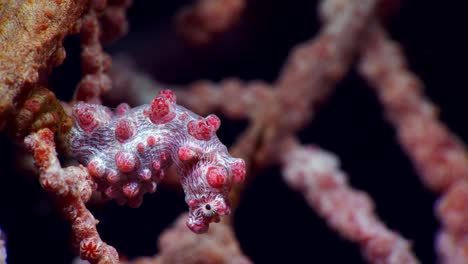 Hippocampus-Bargibanti-Pygmäen-Seepferdchen-Lembeh-4k-25fps