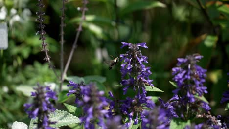 Humming-hawk-moth-flies-in-slow-motion-gathering-sucking-nectar