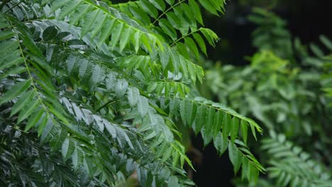 in the rainy season, eastern india receives heavy rainfall during the rainy season