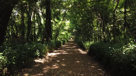 caminar en un hermoso sendero forestal