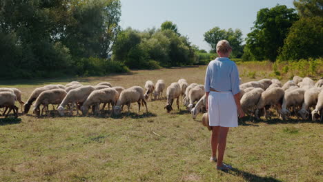 woman watching sheep grazing in a field