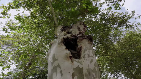 towering tree with a welcoming hollow where birds find rest and shelter