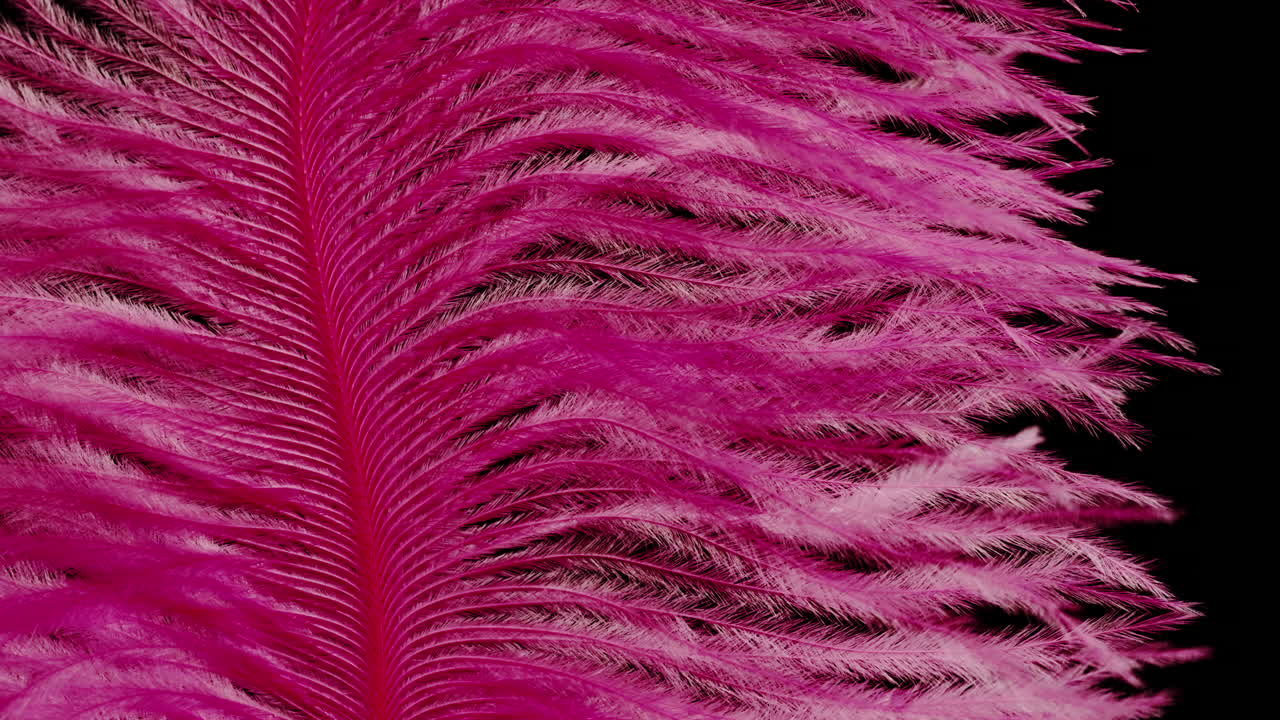 Close-up of a Pink Ostrich Feather