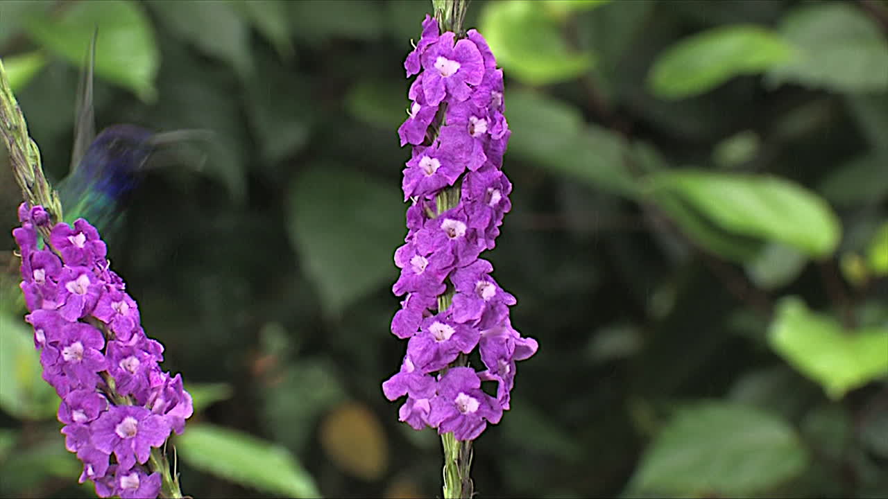toma en cámara lenta de un colibrí violetear menor flotando en un primerísimo plano 1