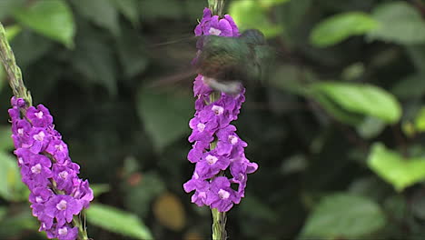 toma en cámara lenta de un colibrí violetear menor flotando en un primerísimo plano 1