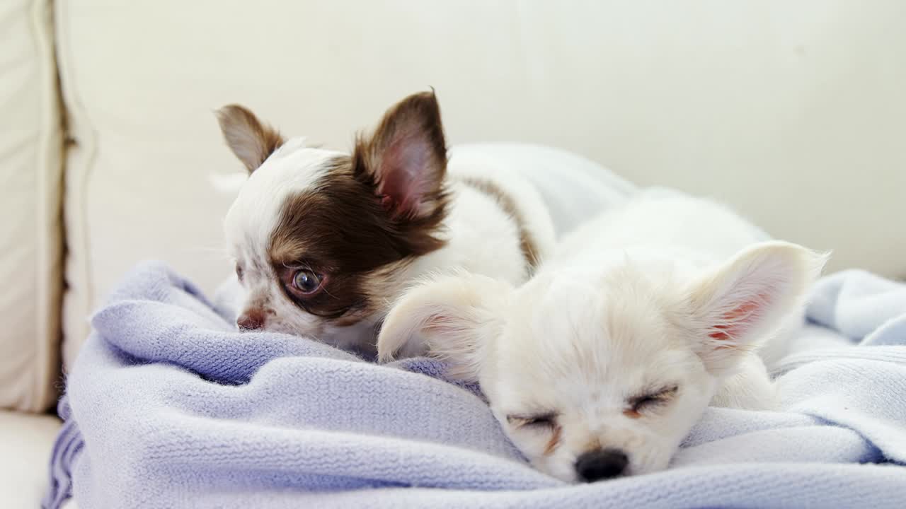 dos cachorros dormidos acostados en una toalla en el sofá en casa 4k 4k