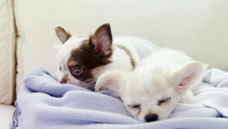 two sleepy puppy lying on towel on sofa at home 4k 4k