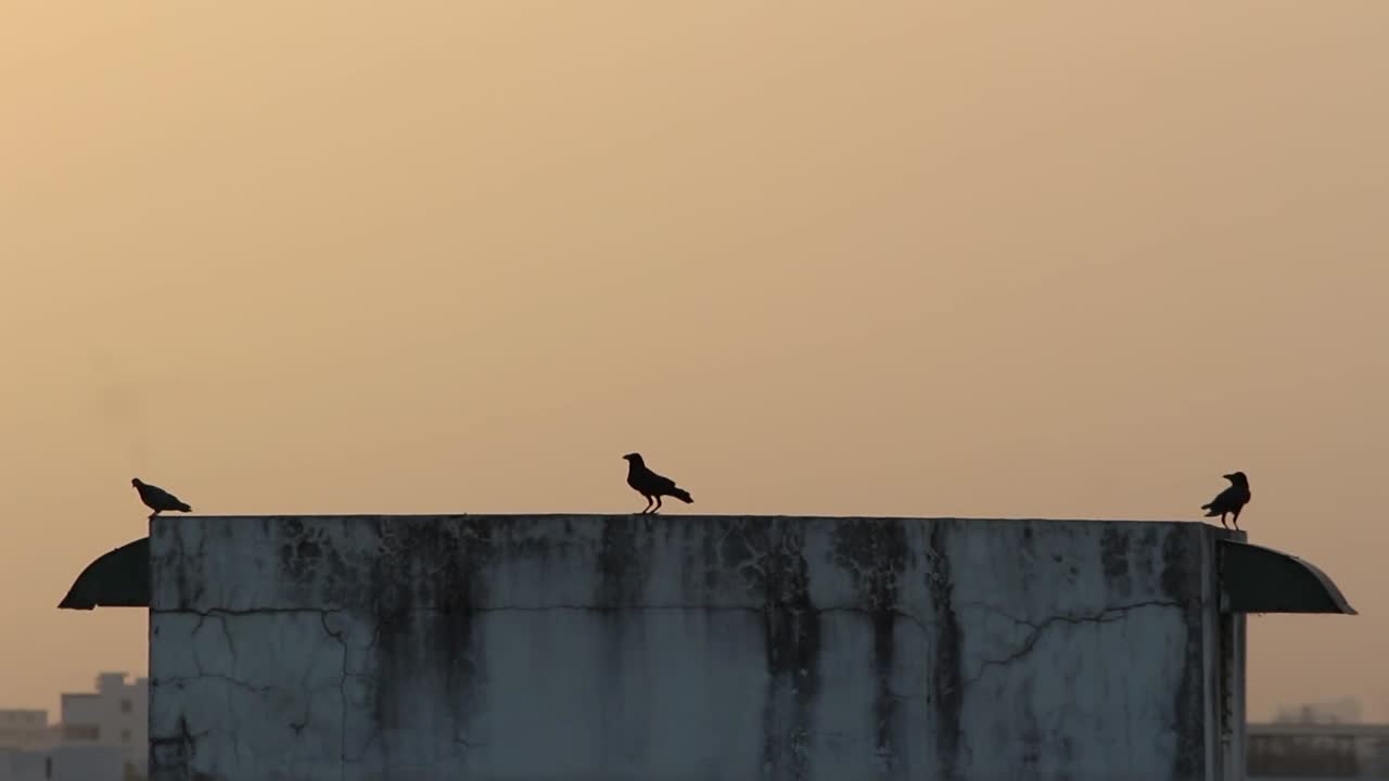4K cinematic view of birds perched on urban rooftop at sunset, moody silhouette against warm golden sky.