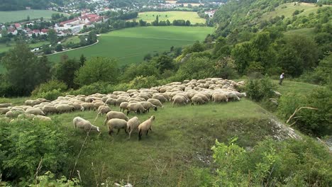 rebaño de ovejas con pastor cerca de eichstaett en altmuehltal, baviera, alemania