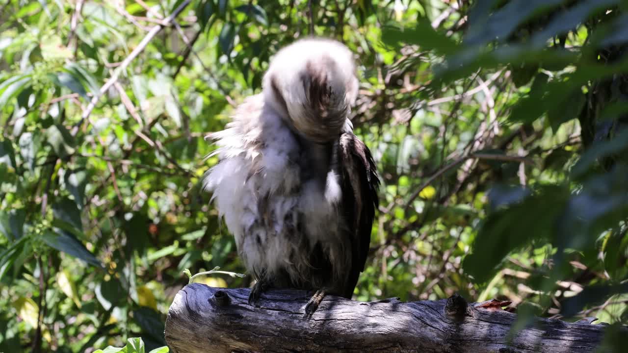 el kookaburra limpiando las plumas en una percha de madera