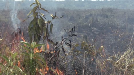 wind fuels the wildfires destroying the amazon rainforest