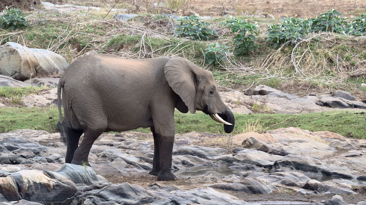hembra elefante africano bebiendo y caminando sobre rocas cerca del río