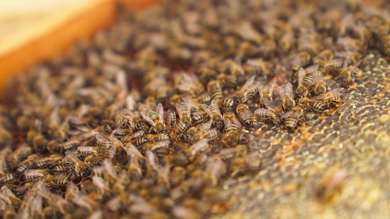 Close-up of Busy Honey Bees Working on Honeycomb in a Beehive