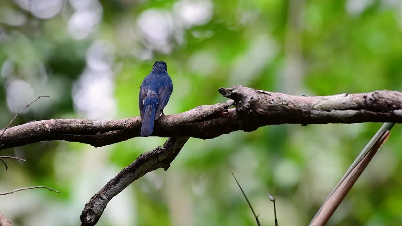 언덕 푸른 딱새는 고지대 서식지에서 발견되며 수컷의 경우 깃털이 파란색이고 가슴이 주황색이며 암컷은 옅은 계피 갈색이며 가슴이 주황색으로 전환되었습니다.