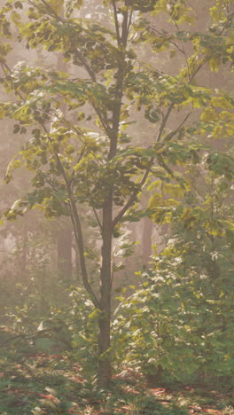 misty forest scene