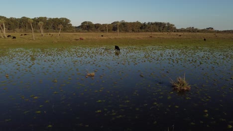 aerial drone view of black cows eating on shore of black lagoon or laguna negra in uruguay