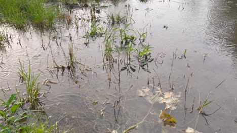 Raindrops-on-the-surface-of-a-small-puddle-pond-plash-during-summer-storm-rain