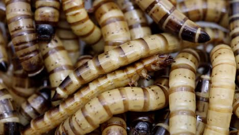 primer plano de un montón de gusanos de la harina, la larva de los escarabajos oscuros