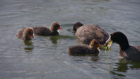 american coot feeding chicks over calm lake