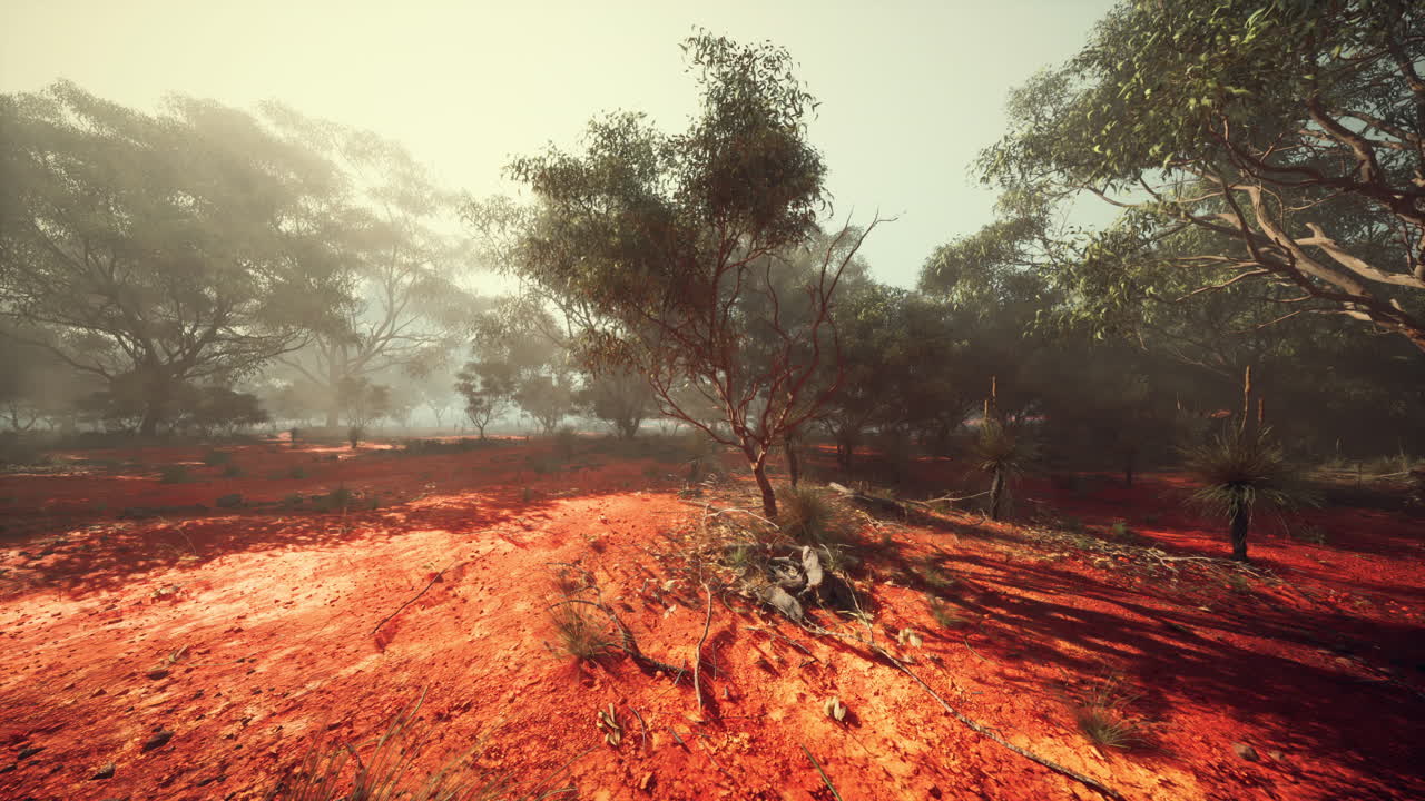 크림슨 루스틱스 (crimson rustics) - 호주 산림 풍경, 웅장한 나무