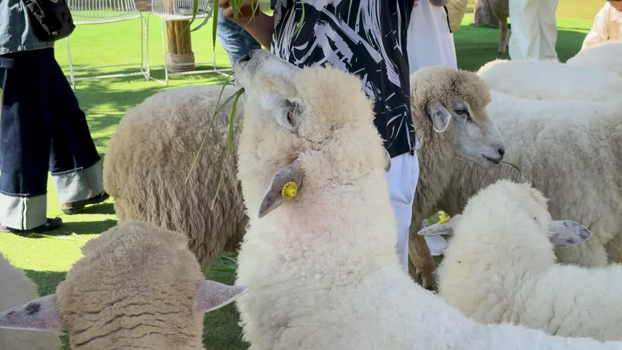 Domba meraih ke atas untuk memakan rumput hijau yang dipegang oleh seseorang di peternakan luar ruangan