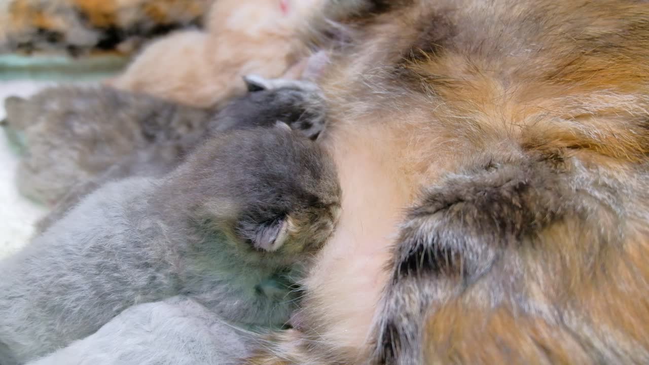 adorables gatitos amamantando a mamá - de cerca