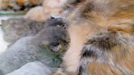 adorable little kittens nursing on mom - close up