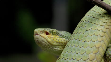 Side-View-of-Bamboo-Pit-Viper-Tongue-flicking---close-up