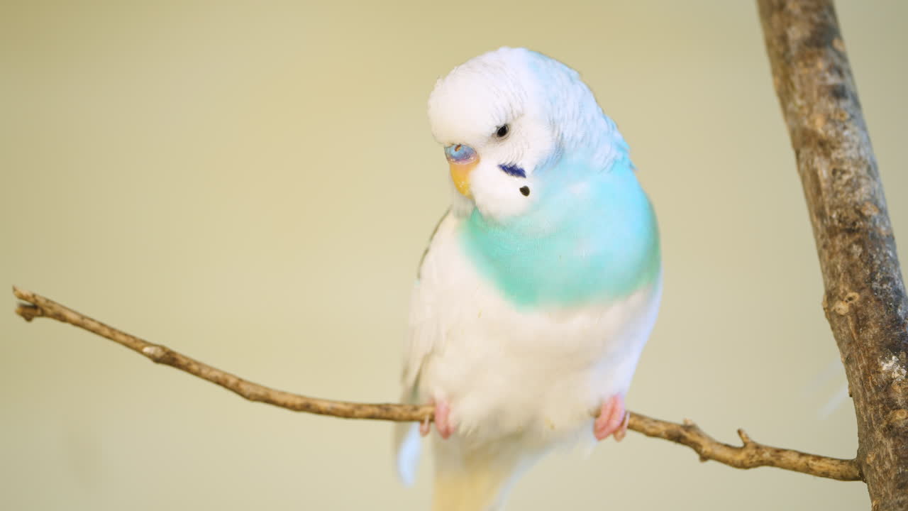 가지 에 있는  ⁇ 색 과 파란색  ⁇ 새 - 클로즈업