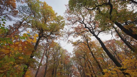 A-walk-in-the-dreamy-autumn-forest-looking-up-through-the-treetops