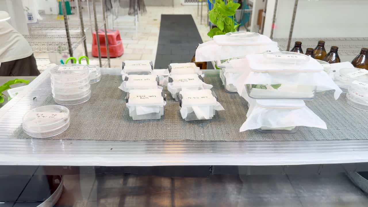 Laboratory setup with containers for caterpillar breeding, showcasing scientific study in controlled conditions