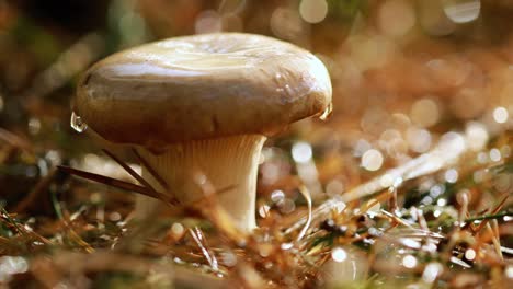 mushroom boletus in a sunny forest.