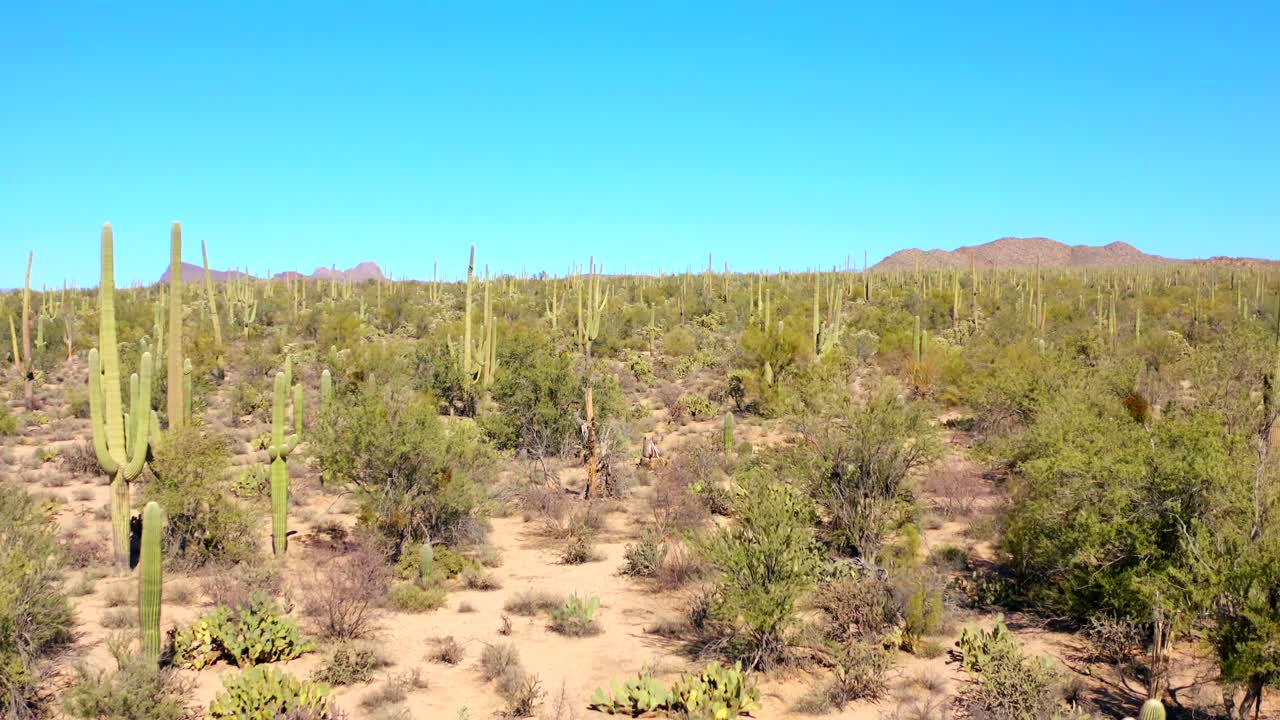 antena 4k de paisaje desértico con cactus en el parque nacional saguaro, por tucson, arizona, estados unidos