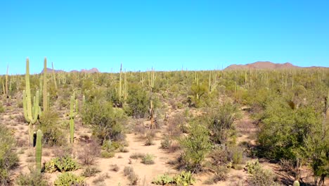 antena 4k de paisaje desértico con cactus en el parque nacional saguaro, por tucson, arizona, estados unidos