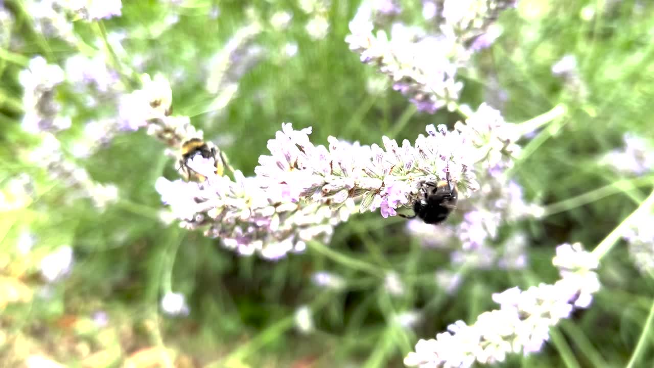 Bumble bees pollinating lavender flowers