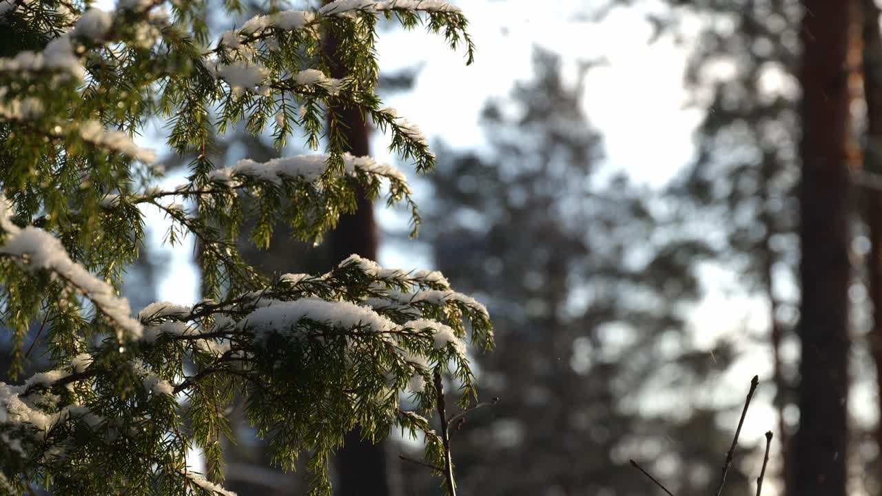 Close up of snowy juniper branch during winter time