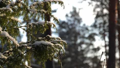 cerca de la rama nevada del enebro durante el invierno
