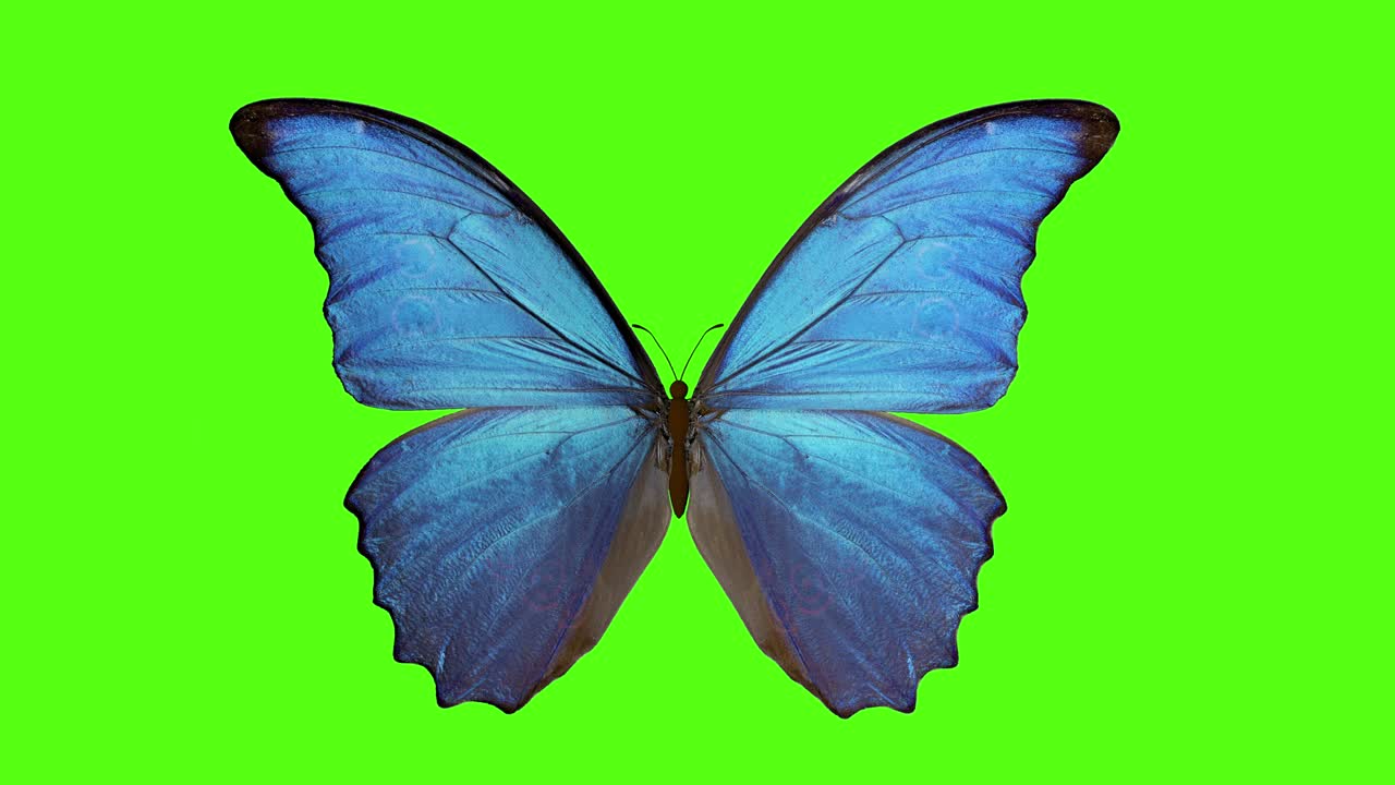 farfalla batte le ali. farfalla su uno sfondo verde. rendering 3d