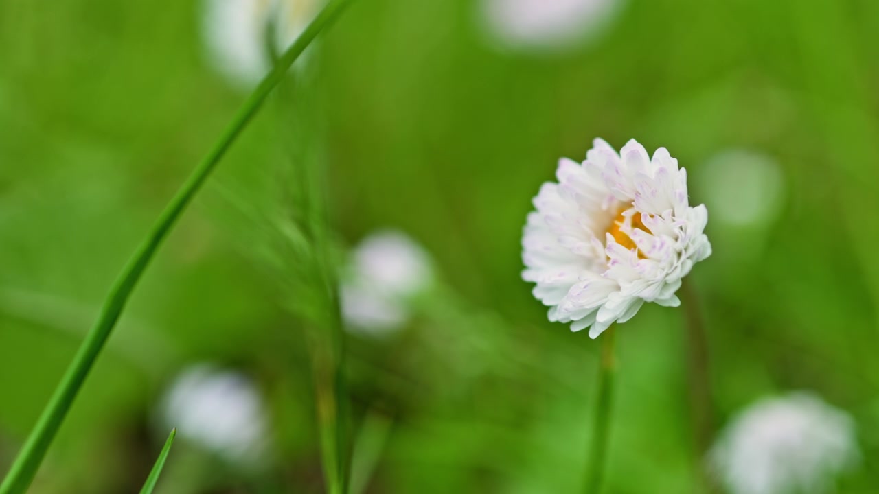 Idyllische Blumenszene mit einer zarten, gelbzentrierten Blüte inmitten von Blättern. Eine friedliche Wiesenansicht präsentiert eine mehrschichtige weiße Blume mit Tautropfen vor unscharfem Hintergrund.