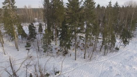 Im-Winter-Weidet-Eine-Herde-Hirsche-Im-Wald