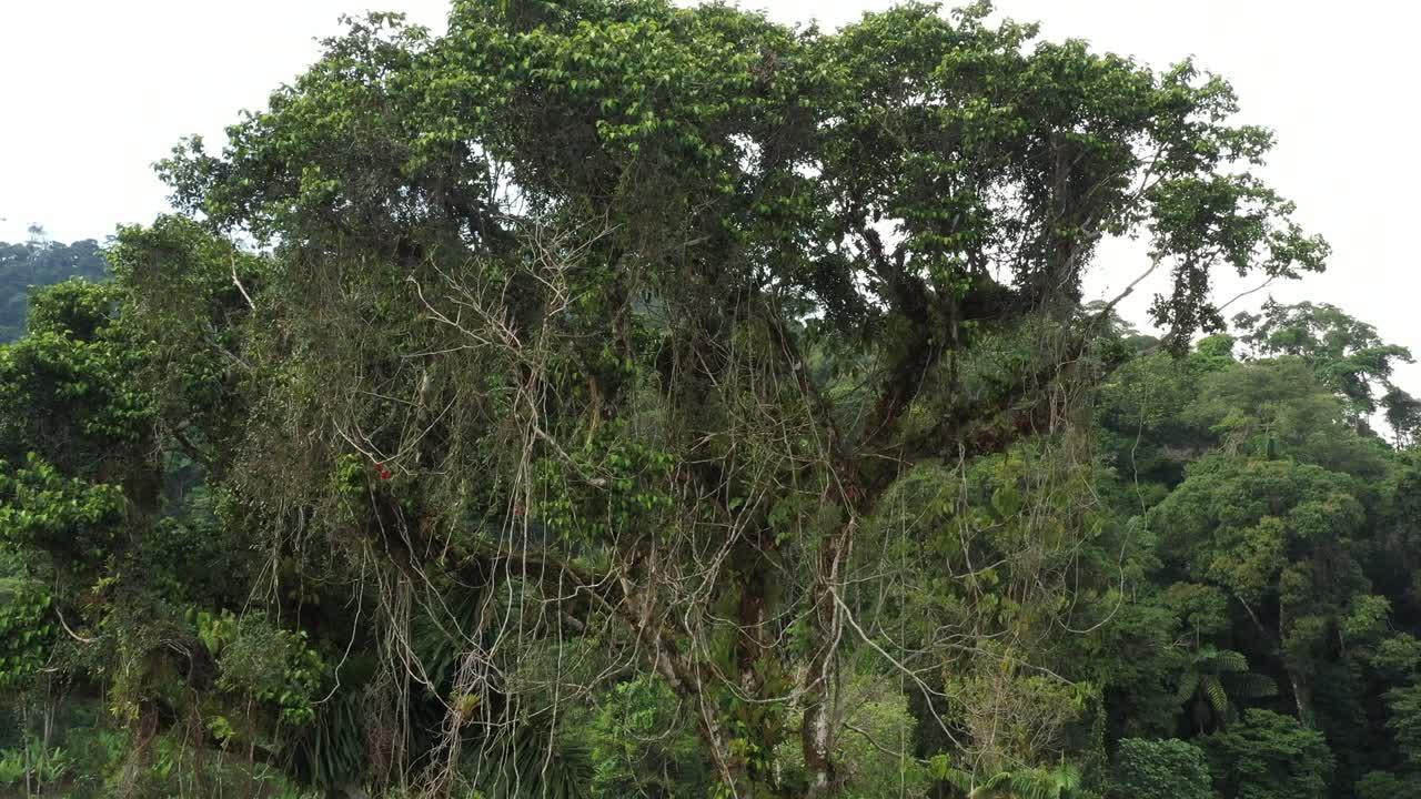 Slowly flying away from the tree crown of the last standing large tropical tree with many vines an bromelias in the crown