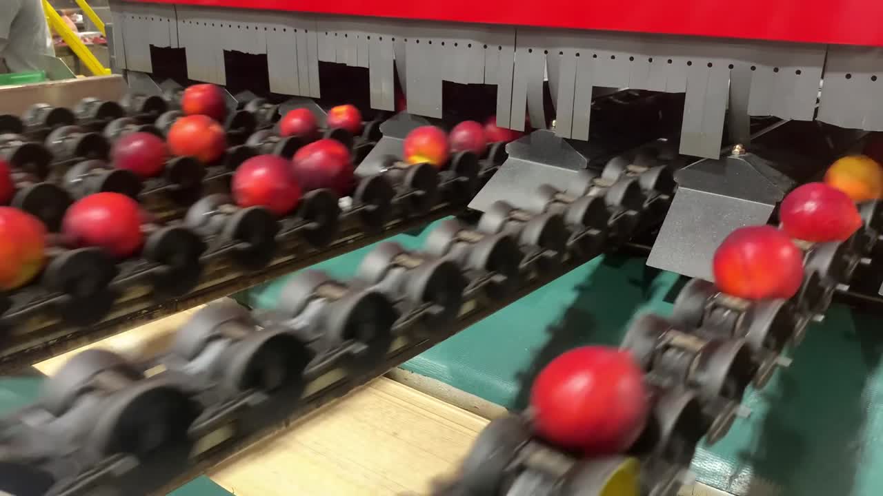 automated precise optical sorting of peaches moving on conveyor belt