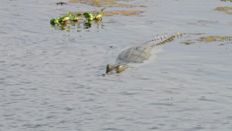 un cocodrilo gharial medio sumergido en un río