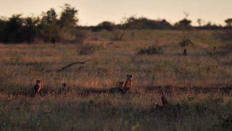 young juvenile cheetah cubs looking around and searching for a mother