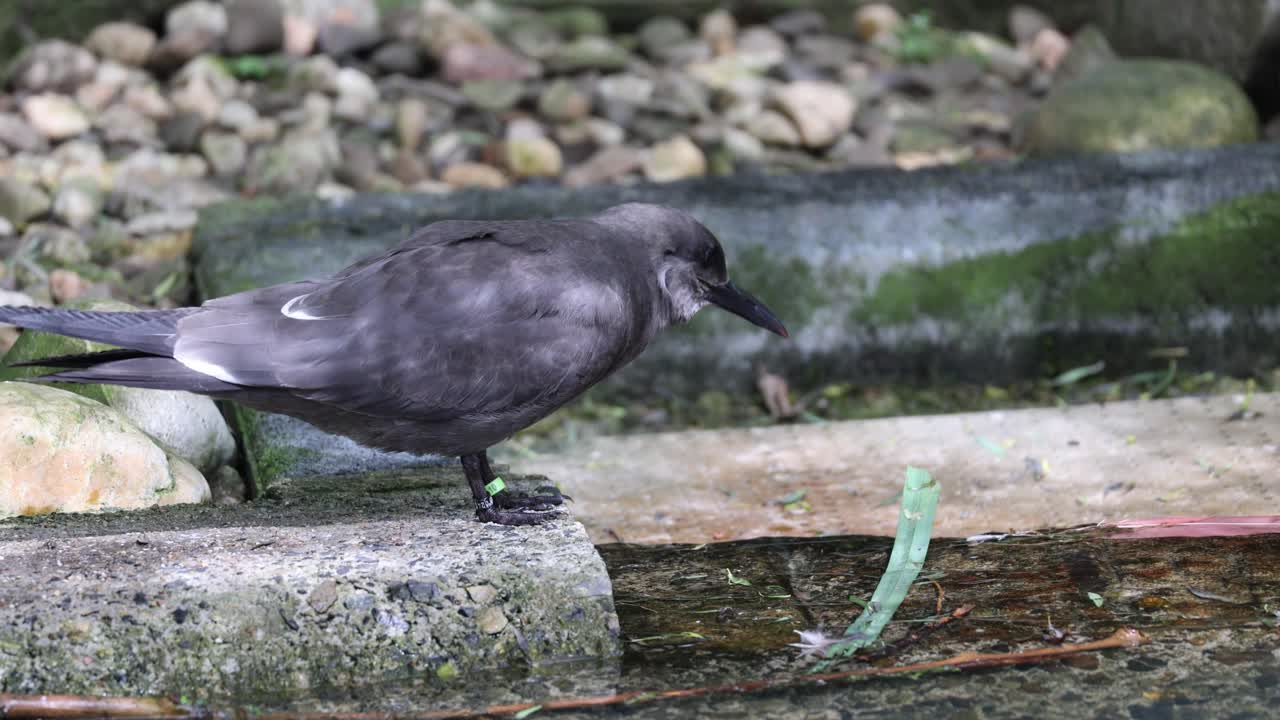 Female Inca Tern  - Elegance Amidst Coastal Splendor