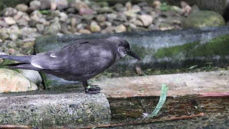 la tern inca hembra - elegancia en medio del esplendor costero
