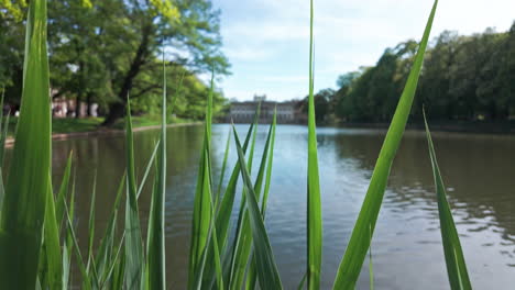 scenic shot of tall grass by the water with pałac na wyspie visible in the background