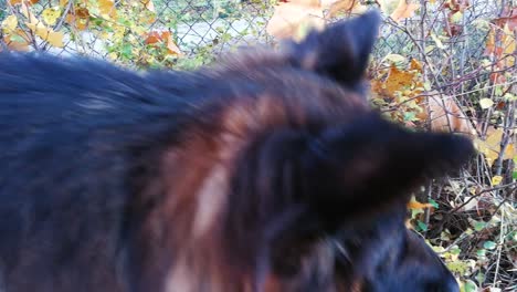 Dog-snuffing-yellow-leaves-and-searching-for-something