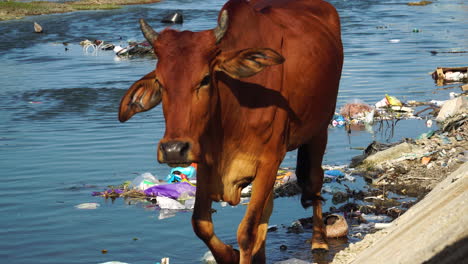 close up gimbal shot of cow walking on riverbanks among garbage